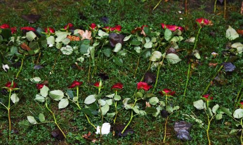 Roser lagt ned på et minnested på klassetur med Hvite Busser